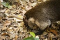 Coati, raccoon in the open looking for food.Villahermosa,Tabasco,Mexico