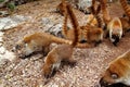 Coati ring Tailed Nasua Narica animal Royalty Free Stock Photo