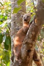 Coati seated at a tree branch Royalty Free Stock Photo