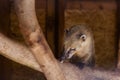 Coati sitting on a log at the zoo