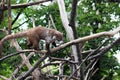 Coati