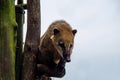 A coati on a tree