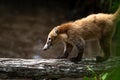 Graceful Traverse: Coati on a Fallen Tree Royalty Free Stock Photo