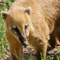 Coatimundi Royalty Free Stock Photo