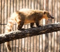 Coatimundi Royalty Free Stock Photo