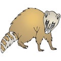 Coatimundi Royalty Free Stock Photo