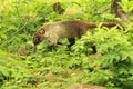 Coatimundi