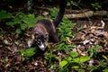 Coatimundi Raccoon at Tikal National Park - Guatemala