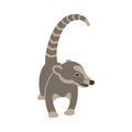 Coatimundi vector illustration style Flat Royalty Free Stock Photo