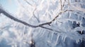 coating tree branch ice Royalty Free Stock Photo