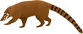 Coatis, also known as coatimundis Royalty Free Stock Photo