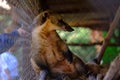 Coatis coatimundis in cage. Man caress Procyonidae or Nasua or Nasuella in the zoo. hog-nosed coon has a beautiful wool