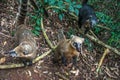 Coatis at Iguacu falls