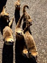 Coatis in the Serra do Rio do Rastro in Bom Jardim da Serra