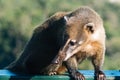 The Coatis in South America Royalty Free Stock Photo