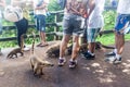 Coatis among tourists