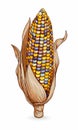 Corn