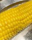 A cob of cooked corn and its fresh yellow kernels Royalty Free Stock Photo