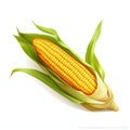 Cob of corn. Corn as a dish of thanksgiving for the harvest, picture on a white isolated background