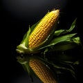 Cob of corn on black background with mirror image below. Corn as a dish of thanksgiving for the harvest Royalty Free Stock Photo