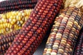 Cob corn Indian