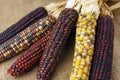 Cob corn Indian