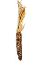 Cob corn Indian isolated