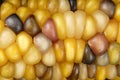 Cob corn Indian macro