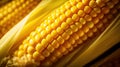 cob corn kernel Royalty Free Stock Photo