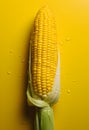 Cob of corn with a leaf isolated on a yellow background around a drop of water. Corn as a dish of thanksgiving for the harvest