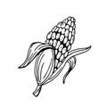Cob corn thin black lines on a white background - Vector