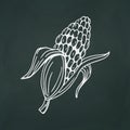 Cob corn thin white lines on a textural dark background - Vector