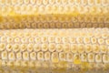 Cob cornstick close up Royalty Free Stock Photo