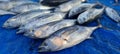 Cob fish & x28;Euthynnus affinis& x29; in fresh kondi and has just arrived at Pasongsongan Beach Fishing Port