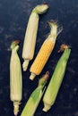 Cob fresh corn on a dark background. Flat lay, top view. Vegetarian food. Royalty Free Stock Photo