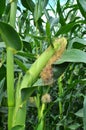 A cob grows on a young corn stalk Royalty Free Stock Photo