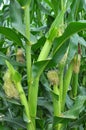 A cob grows on a young corn stalk Royalty Free Stock Photo