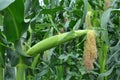 A cob grows on a young corn stalk Royalty Free Stock Photo