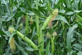 A cob grows on a young corn stalk Royalty Free Stock Photo