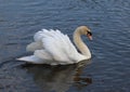 Cob Mute Swan Royalty Free Stock Photo