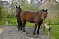 Cob Normand Draft Horse, French Breed Royalty Free Stock Photo