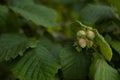 Cob Nuts on a Hazel Tree in Summer