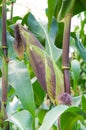 Cob purple fresh corn on the stalk, ready for harvest, purple corn in field agriculture Royalty Free Stock Photo