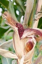 Cob purple fresh corn on the stalk, ready for harvest, purple corn in field agriculture Royalty Free Stock Photo