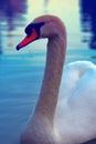 Cob swan portrait Royalty Free Stock Photo