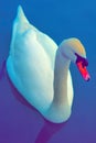 Cob swan portrait Royalty Free Stock Photo