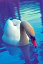 Cob swan portrait Royalty Free Stock Photo