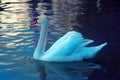 Cob swan portrait Royalty Free Stock Photo