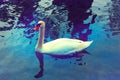 Cob swan portrait Royalty Free Stock Photo