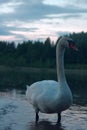 Cob swan portrait Royalty Free Stock Photo